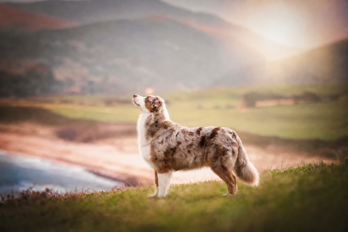 Orla (Sans Affixe)