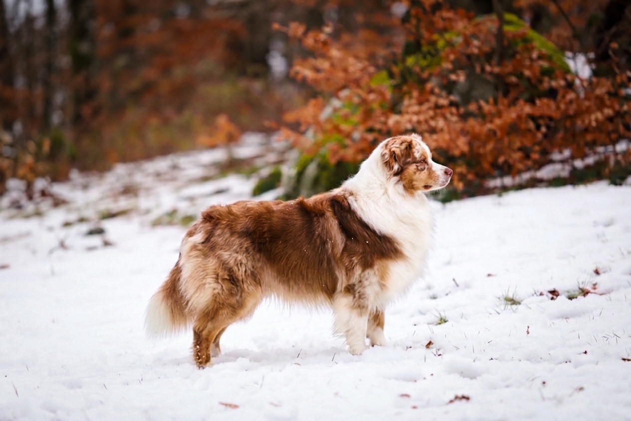 Volcano krakatoa Of Complicity Dream