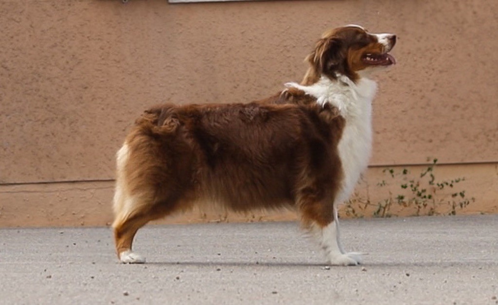 CH. sekret ausbern Yuvelina