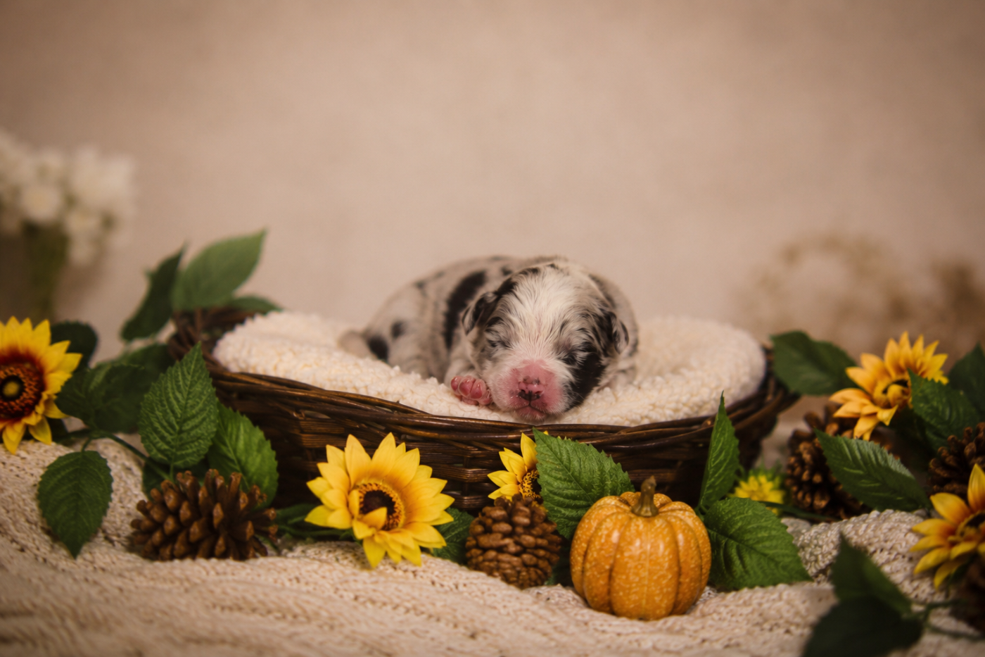 Of Complicity Dream - Chiots disponibles - Berger Australien