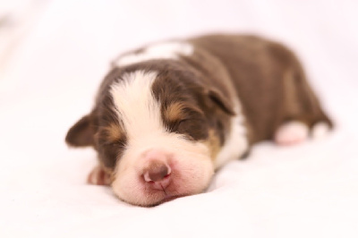 Une étoile est née