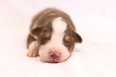 Un amour de jeunesse